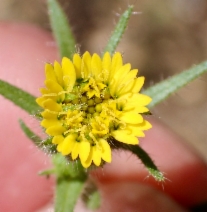 Layia hieracioides