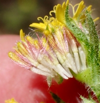 Layia hieracioides