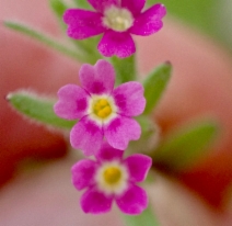Microsteris gracilis
