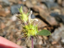 Acanthomintha lanceolata