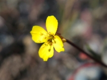 Camissonia benitensis