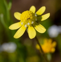 Blennosperma nanum var. nanum