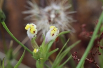 Castilleja densiflora var. obispoensis
