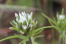 Castilleja densiflora var. obispoensis