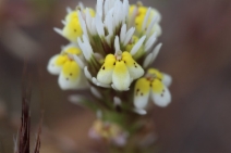 Castilleja densiflora var. obispoensis