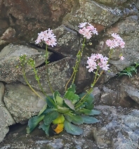 Lewisia cotyledon var. heckneri