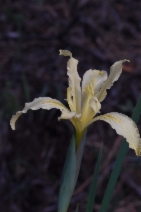 Iris tenuissima ssp. purdyiformis