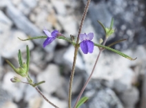 Collinsia linearis