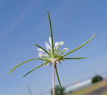 Calycadenia oppositifolia