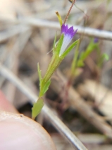 Githopsis diffusa ssp. robusta