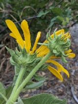 Wyethia elata