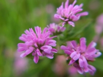 Trifolium resupinatum