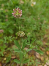 Trifolium bifidum