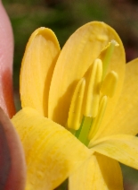 Fritillaria pudica