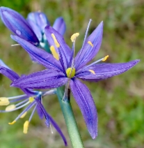 Camassia quamash