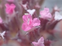 Chorizanthe obovata