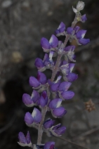 Lupinus ludovicianus