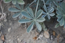Lupinus ludovicianus
