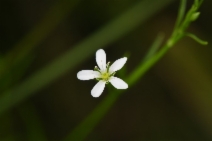 Arenaria paludicola