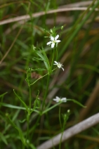 Arenaria paludicola