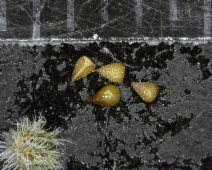 Cryptantha micromeres