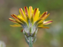 Crepis vesicaria ssp. taraxacifolia