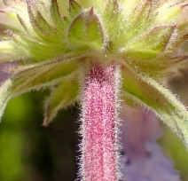 Salvia sonomensis