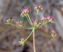 Tauschia glauca