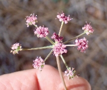 Tauschia glauca