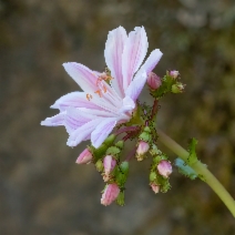 Lewisia cotyledon var. heckneri