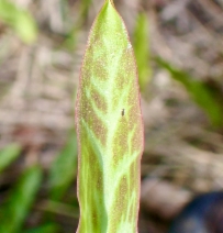Erythronium citrinum var. roderickii