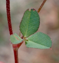 Trifolium breweri