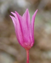 Allium siskiyouense