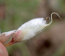 Astragalus purshii