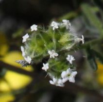 Cryptantha pterocarya
