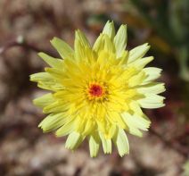 Malacothrix glabrata