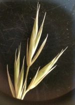 Festuca idahoensis