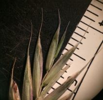 Bromus carinatus