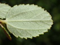 Ceanothus oliganthus