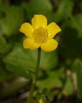 Ranunculus orthorhynchus var. bloomeri