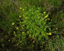 Ranunculus orthorhynchus var. bloomeri