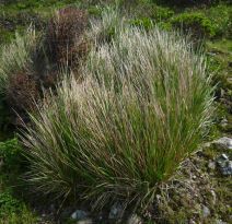 Calamagrostis nutkaensis