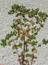 Euphorbia peplus