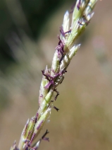 Melica californica var. californica