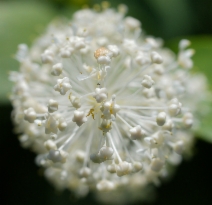 Ceanothus integerrimus