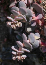 Sedum laxum ssp. flavidum