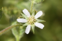 Horkelia yadonii