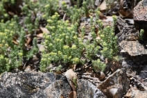 Galium clementis