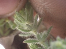 Galium clementis