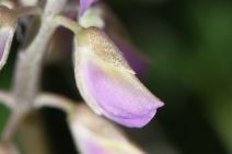 Lupinus cervinus